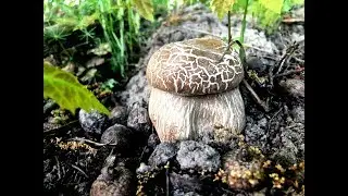 БЕЛЫЕ ГРИБЫ 2019|УРА ОНИ ПОШЛИ