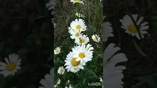 жэйнен рэхэт кичлэре бн🌌🤗😘
