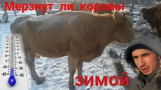 Мерзнут ли коровы зимой?