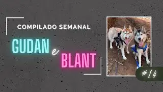 COMPILADO #14 GUDAN O HUSKY