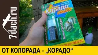 От колорадского жука спасает 