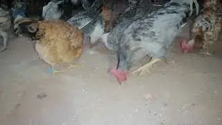 الدجاج البلدي البياض