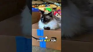 The Ultimate Cat Showdown: Attention Seekers vs. Quiet Achievers