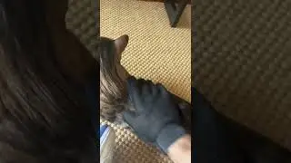 Bengal Cats Don't Shed
