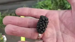 Каламбия Гиант сигнальное плодоношение
