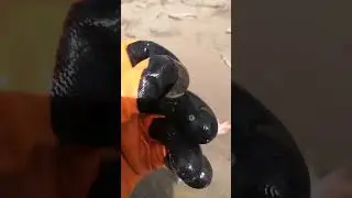 для Сибири это необычная находка