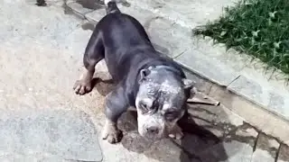 He Was Likely Used for Breeding But He Was Dumped Instead of Being Treated When He Got Sick