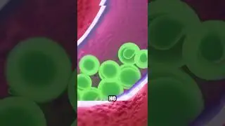 Эта лягушка рожает... через рот! Удивительная природа!🐸😱