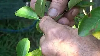 Ce să nu faci când culegi aronia sau fructe de pe alți arbuști