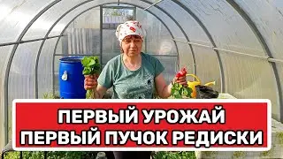 ПЕРВЫЙ УРОЖАЙ  ПЕРВЫЙ ПУЧОК РЕДИСКИ
