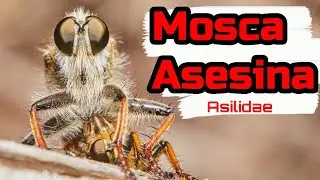 Mosca asesina (Asilidae: Diptera)