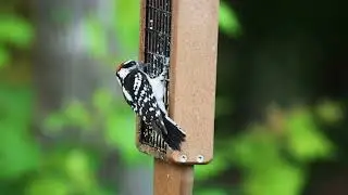 Two Downy Woodpeckers