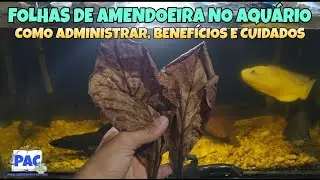 Folhas de Amendoeira no aquário.