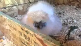 Broody Hen