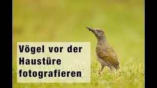 Vogelfotografie vor der Haustüre