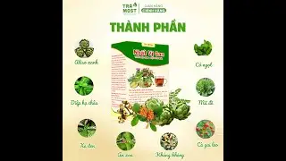 🌿 NHẤT VỊ CAN – THẢO DƯỢC QUÝ CHO GAN & TIÊU HÓA 🌿