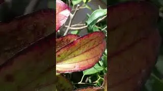 #минуткавдохновения #миррастений #цветы #комнатныерастения #хойя