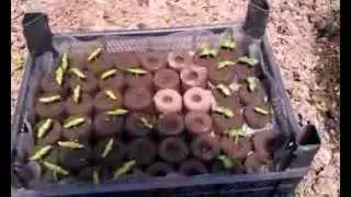 Кубики для рассады (почвоблоки, брикеты) своими руками.