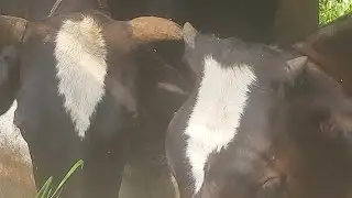 Pets & animal is live