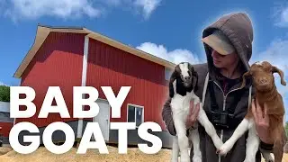 Making A Homestead | Goat Barn | 1