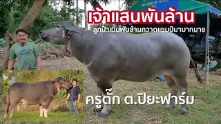 เจ้าแสนพันล้าน ✅ กวาดรางวัลมามากมาย  ต.ปิยะฟาร์ม อ.เขาวง กาฬสินธุ์