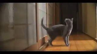Кот стучится в дверь . Смотрите сами :))