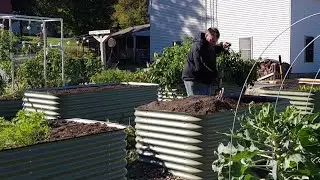 Sweet Potato Harvest - Growing in Birdies Raised Garden Beds