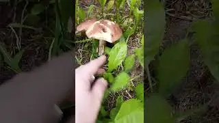 Грибы растут в центре города! 😱😱😱😱😱😱😱😱😱😱😱😱😱