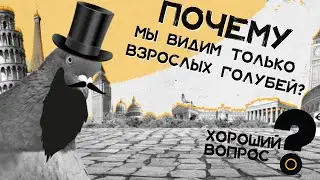 Почему мы видим только взрослых голубей? Хороший Вопрос