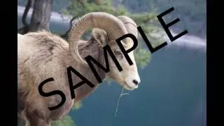 How To Remove A Watermark In Adobe Photoshop