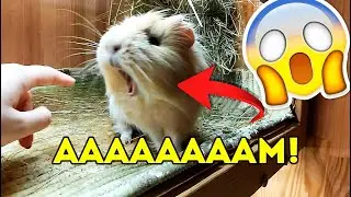 СВИНСКОЕ ПОВЕДЕНИЕ! ТАЙНАЯ ЖИЗНЬ ДОМАШНИХ ЖИВОТНЫХ. Замедленная Съёмка SvinkiShow