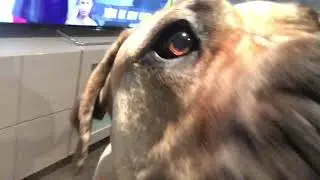 Big Boerboel wants to play