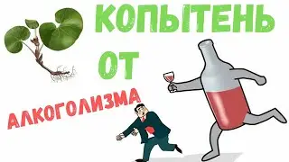 Копытень европейский от алкоголизма, как приготовить, польза и вред травы