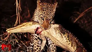 SALAH PILIH MANGSA!! BUAYA Hancur Lebur diserang oleh mangsanya dengan Brutal!!