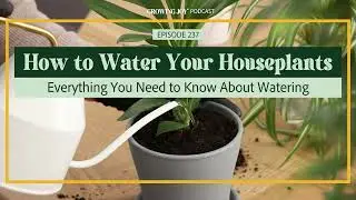 EP 237 How to Water Your Houseplants | Growing Joy with Plants | Podcast