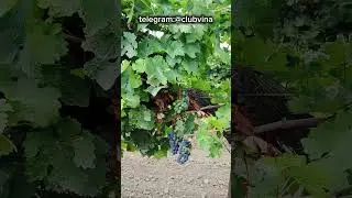 Виноградники Каберне франа 🍇 #виноделие #виноград