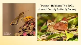 Pocket Habitats: The 2021 Howard County Butterfly Survey - Kevin Heffernan and Linda Hunt