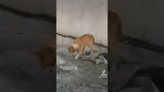 Te vas a rosar cara de vrg #gato #mascota #subscribe #shorts #like