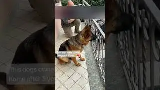 The dog saw his owner after years of separation.