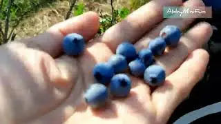 Abby is picking blueberries 🫐 with family