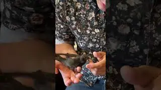 Будни стрижа