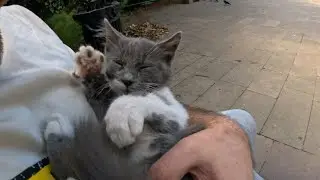 Kitty makes non-stop invisible air cookies