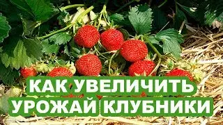 КАК УВЕЛИЧИТЬ УРОЖАЙ КЛУБНИКИ