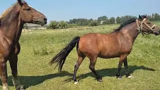 Цыган привёл кобылу к жеребцу