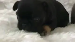 Ми ми.