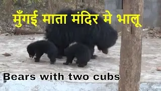 मुँगई माता मंदिर मे भालू Bears with two cute cubs at Bawankera  2019