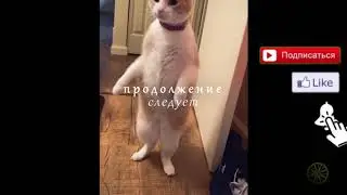 Смешные животные 12/Fanny animals 12