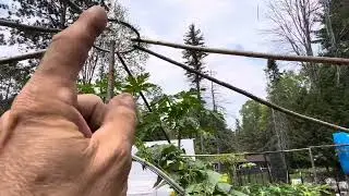 How I protect my garden from deer and birds  # gardening