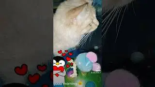 #catfamily 🌸