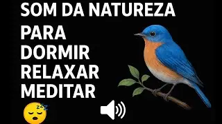 SOM DA NATUREZA PARA DORMIR RELAXAR MEDITAR COM TELA PRETA😴CANTO DE PASSARINHOS 🐦